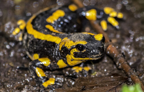 5 Fabulous Fauna of Spain