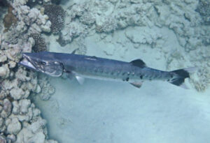 Great Barracuda, Sphyraena barracuda