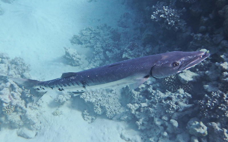 Great Barracuda, Sphyraena barracuda