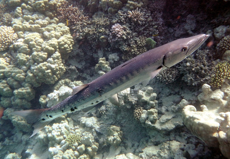 Great Barracuda, Sphyraena barracuda