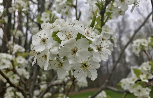 5 Magnificent United States Woody Shrubs