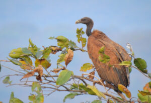 Indian Vulture, gyps indicus