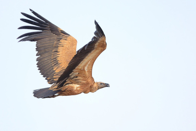 Indian Vulture, gyps indicus