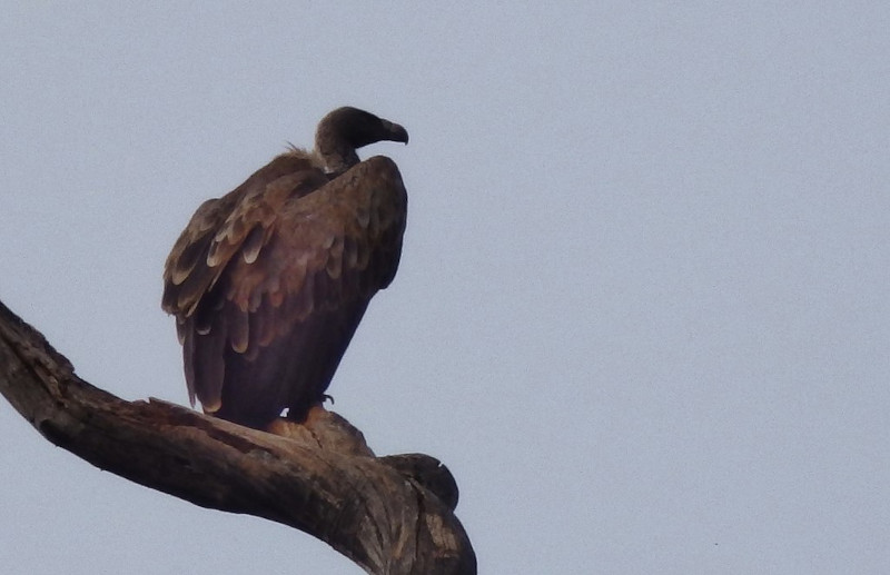 Indian Vulture, gyps indicus