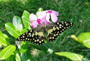 Lime Butterfly