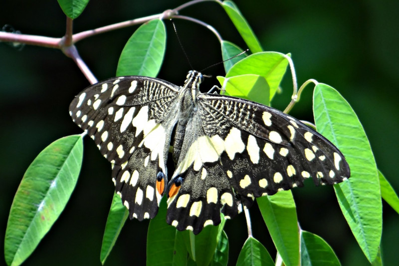 Lime Butterfly, Papilio demoleus