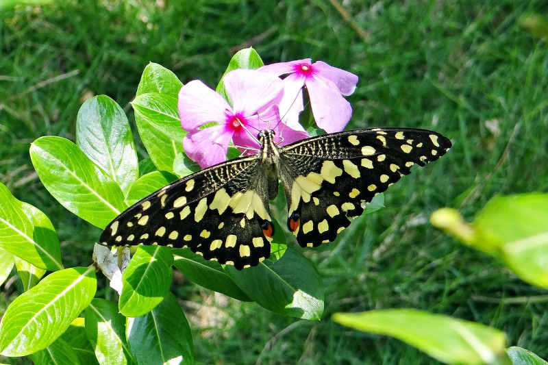 Lime Butterfly, Papilio demoleus