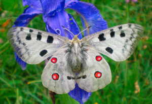 Mountain Apollo, Parnassius apollo