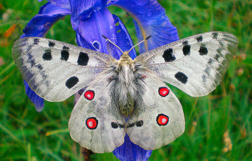 5 Fabulous Insects of France