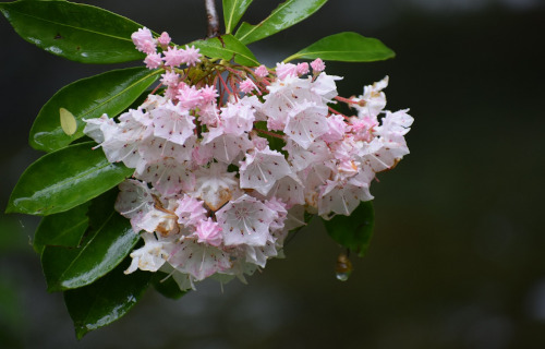 Mountain Laurel, Kalmia latifolia