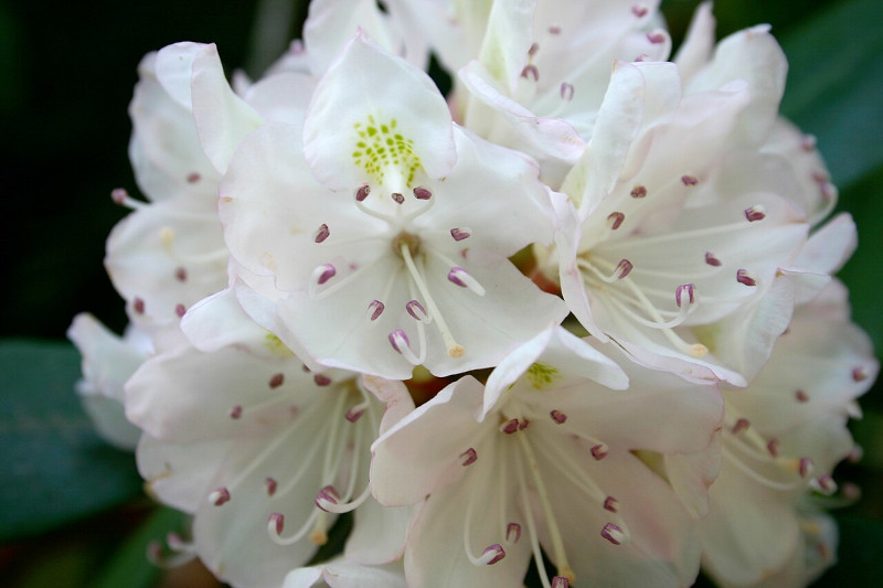 Great Rhododendron, Rhododendron maximum