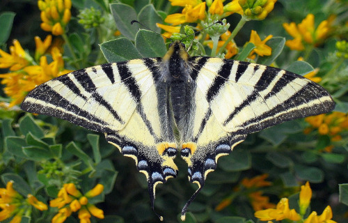 5 Incredible Insects of Ukraine