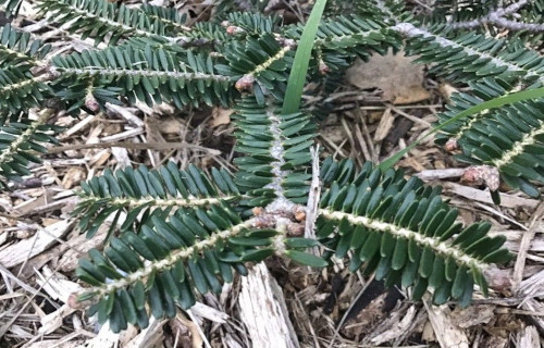 5 Particularly Pleasing Pines
