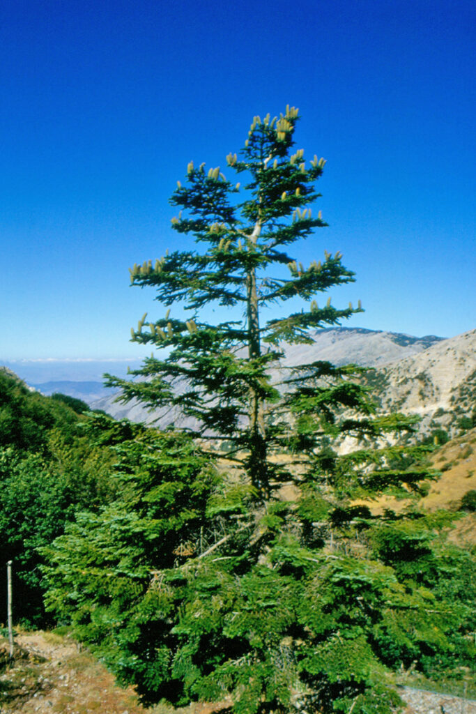 Sicilian Fir, Abies nebrodensis