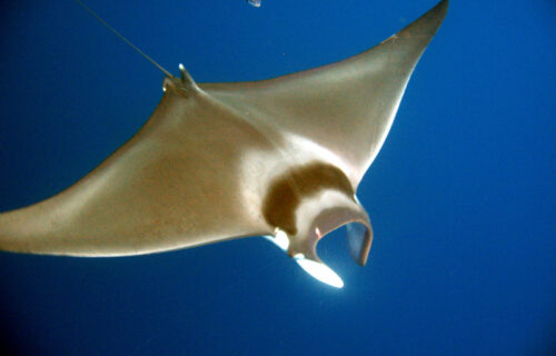 5 Incredible Pacific Ocean Rays