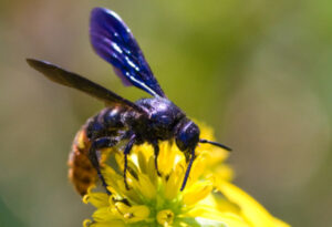 Blue-winged Wasp, Scolia dubia