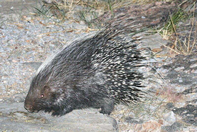 Cape Porcupine, Hystrix africaeaustralis