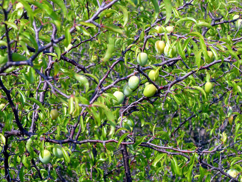 Chickasaw Plum, Prunus angustifolia