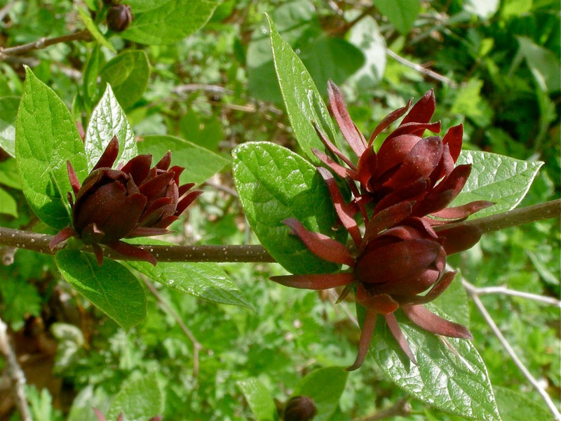 Eastern Sweetshrub, Calycanthus foridus