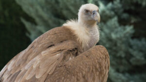 Eurasian Griffin Vulture