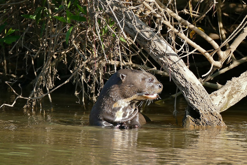 Giant Otter, Pteronura brasiliensis