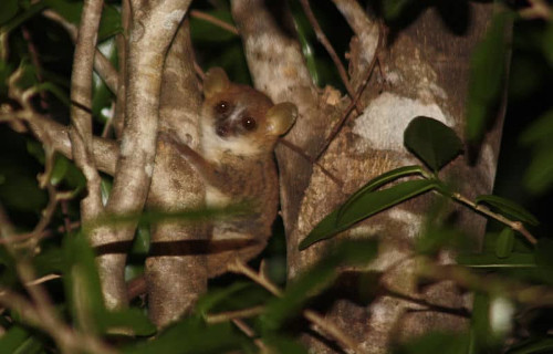 Gray Mouse Lemur, Lesser Mouse Lemur, Microcebus murinus