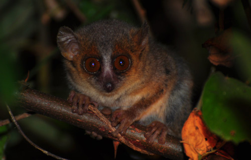 4 Marvelous Mammals of Madagascar