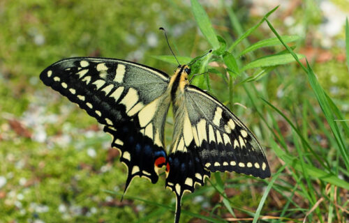 5 Perfect Insects of Poland