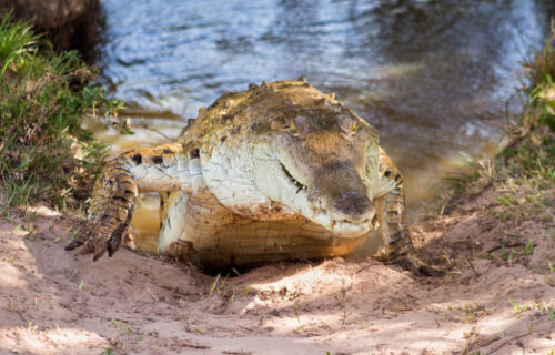 3 Remarkable South American Reptiles
