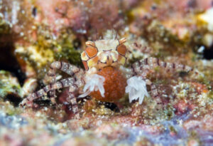 Pom-pom Crab, Lybia edmondsoni