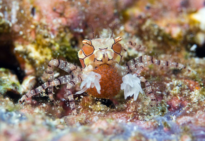 Pom-pom Crab, Lybia edmondsoni