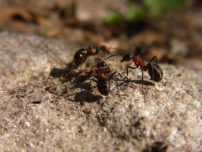 Red Wood Ant, Formica rufa