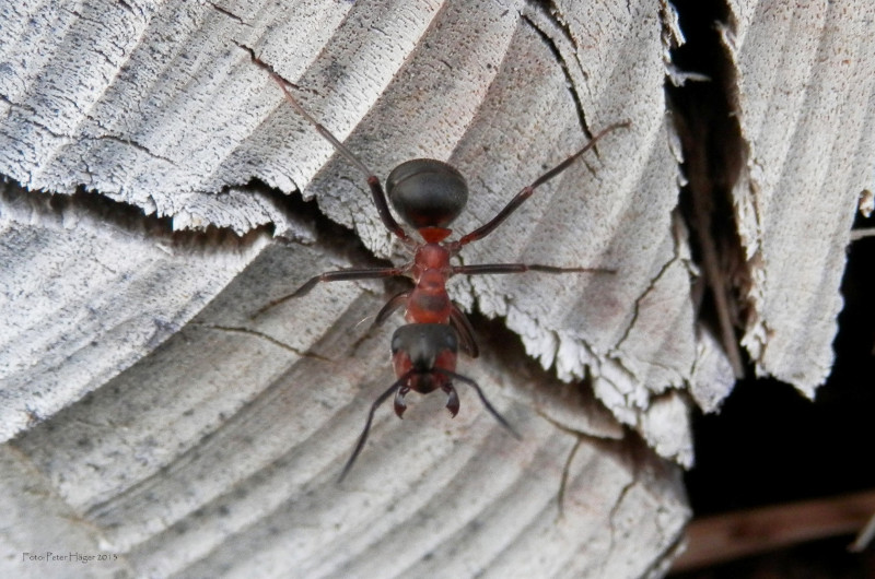 Red Wood Ant, Formica rufa