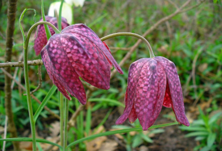 5 Remarkable Romanian Herbaceous Plants