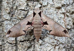 Achemon Sphinx Moth, Eumorpha achemon