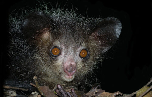 5 Perfectly Pleasing Primates