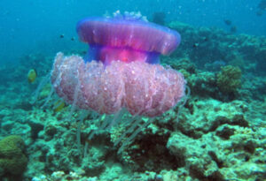 Cauliflower Jellyfish, Cephea cephea