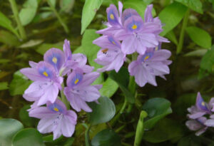 Common Water Hyacinth, Eichhornia crassipes