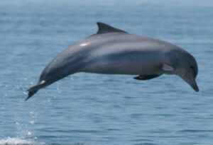 Guiana Dolphin, Sotalia guianensis