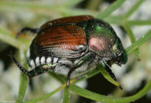 Japanese Beetle, Popillia japonica