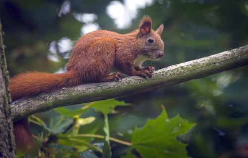 Eurasian Red Squirrel, Sciurus vulgaris