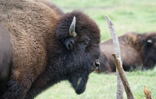 Wisent, Bison bonasus