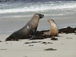 Australian Sea Lion, Neophoca cinerea
