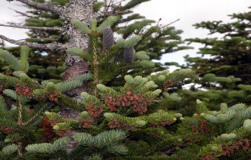 5 Particularly Pleasing Pines