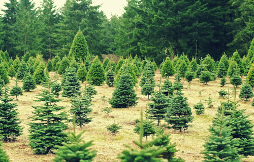 Balsam Fir, Abies balsamea