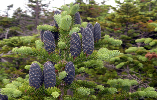 Balsam Fir, Abies balsamea