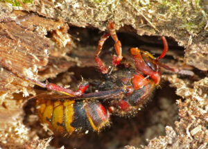 European Hornet