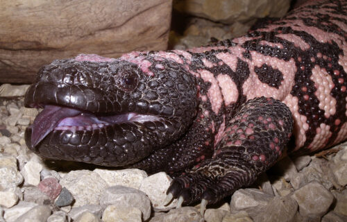 5 Magnificent Reptiles of Mexico