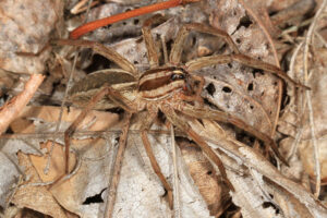 Rabid Wolf Spider l Confusingly Named - Our Breathing Planet