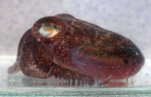 4 Startling Squids